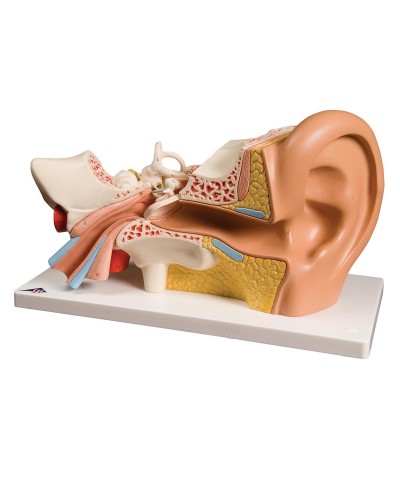 Ear Model, 3 times life size, 4 part